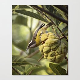Bird feeding Canvas Print