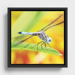 Dragonfly Dreams Framed Canvas