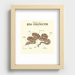 Anatomy of a Boa Constrictor Recessed Framed Print