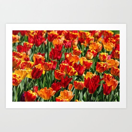 Field of Spring Tulips Art Print