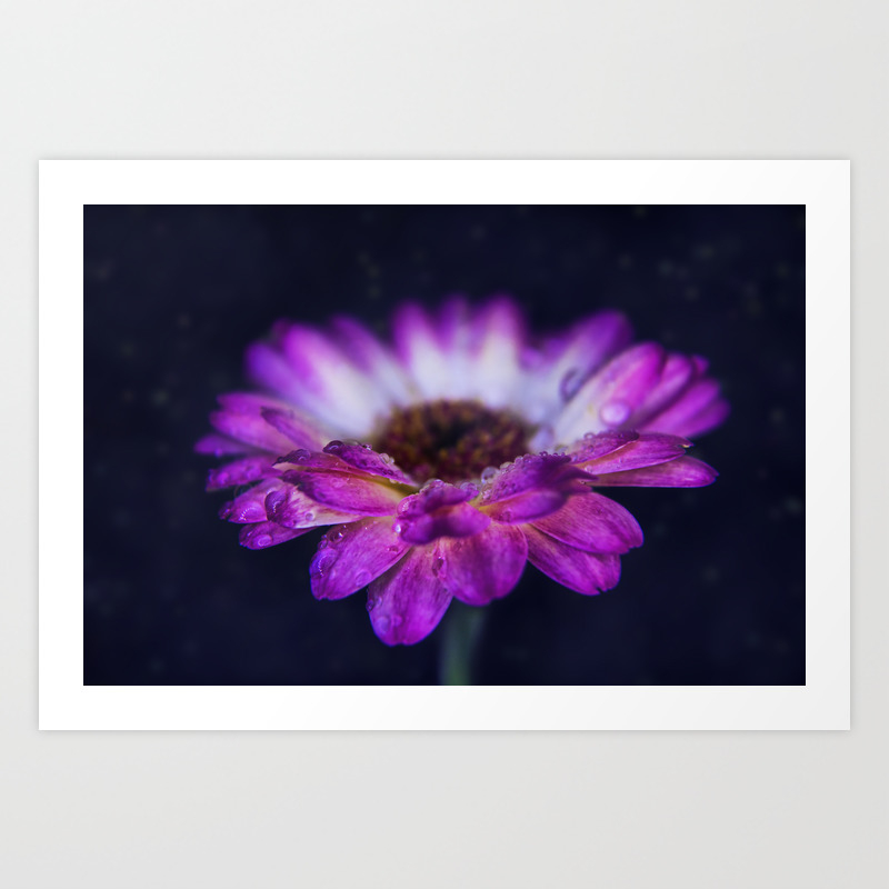 Purple Gerbera Daisy Closeup Art Print By Limitlessdesign Society6