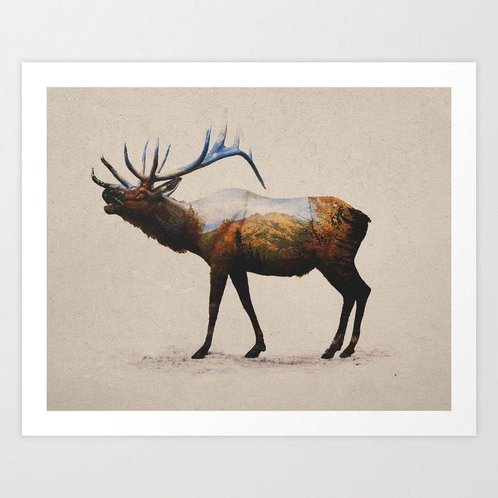 The Rocky Mountain Elk Art Print