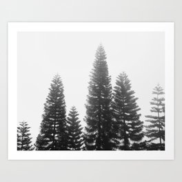 #03#Foggy pine trees Art Print Art Print