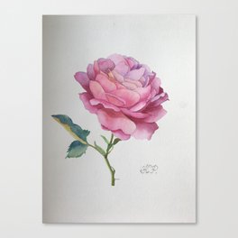 Tender Rose Pink Watercolor Design with signed Canvas Print