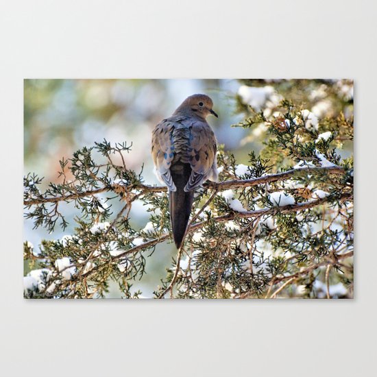 Christmas Dove Canvas Print