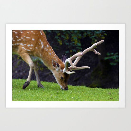 Fallow Deer Art Print