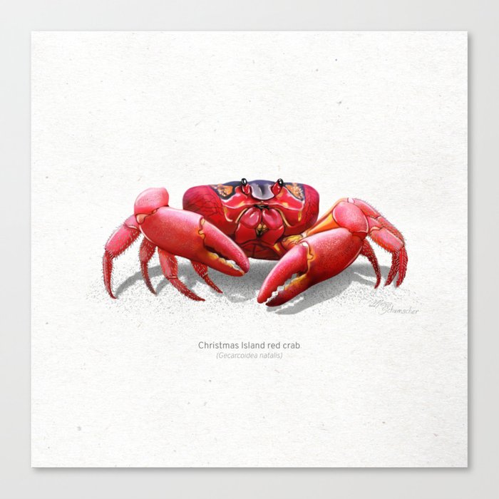 Christmas Island red crab scientific illustration art print Canvas Print