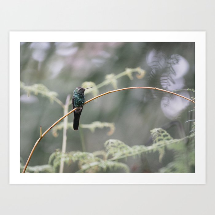 Hummingbird at the Branch | Colibri Bird Cuba Art Print