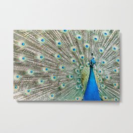 peacock Metal Print | Strutt, Plume, Feather, Courtship, Digital, Bright, Colorful, Colourful, Peacock, Photo 