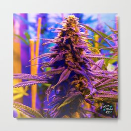Purple Kush Kola Metal Print | Reefer, Photo, Mmj, Marijuana, 420, Nugrun, Wetpaint420, Cbd, Wakenbake, Dank 