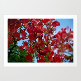 Flamboyant Tree Art Print | Flamboyanttree, Color, Outside, Frambollan, Closeup, Red, Puertorico, Flower, Photo, Royalpoinciana 