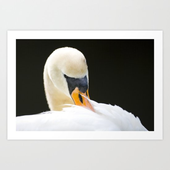 Mute Swan Preening Art Print