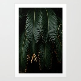 Detail of texture palm leaves - Fine art tropical jungle photography  Art Print