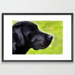 Black  Labrador Framed Art Print