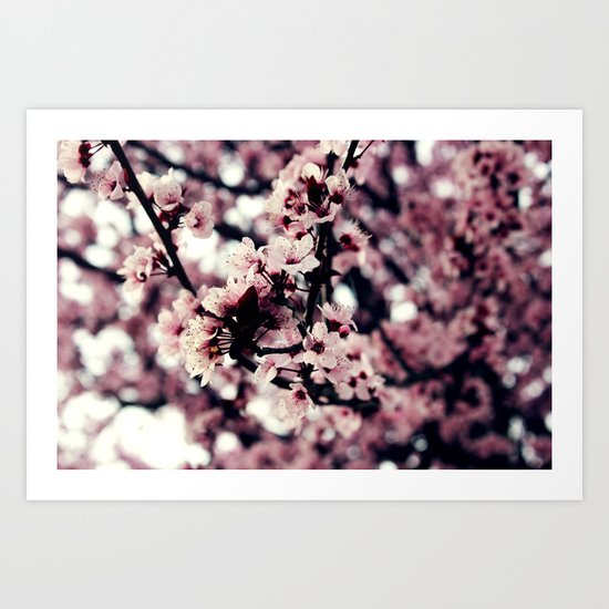 Cherry blossom Art Print