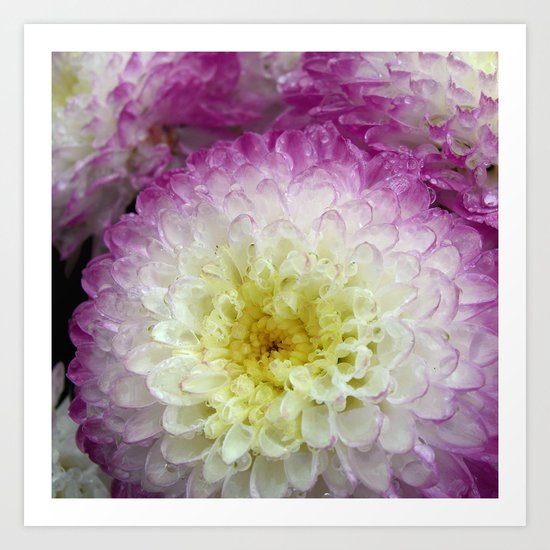 dahlia Art Print