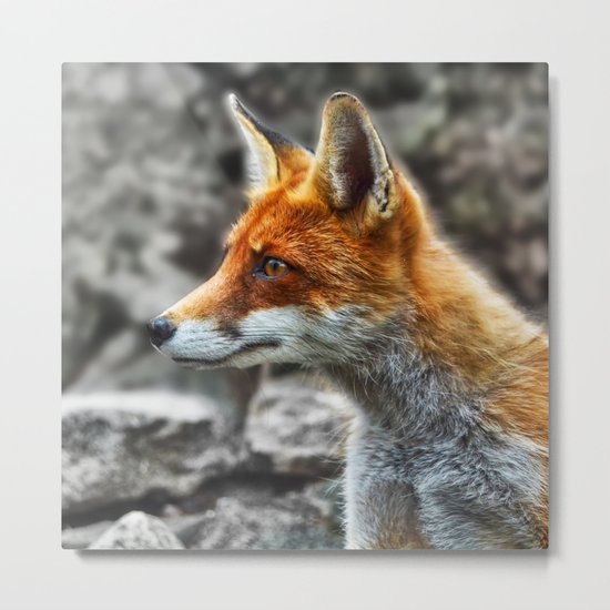 Friendly fox wildlife portrait Metal Print