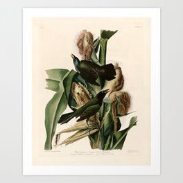 Purple Grakle or Common Crow Blackbird Audubon Print Art Print