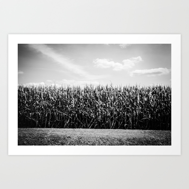 corn field black and white