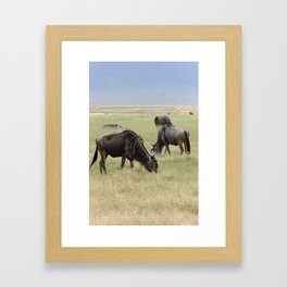 Wildebeest Grazing in Peace Framed Art Print