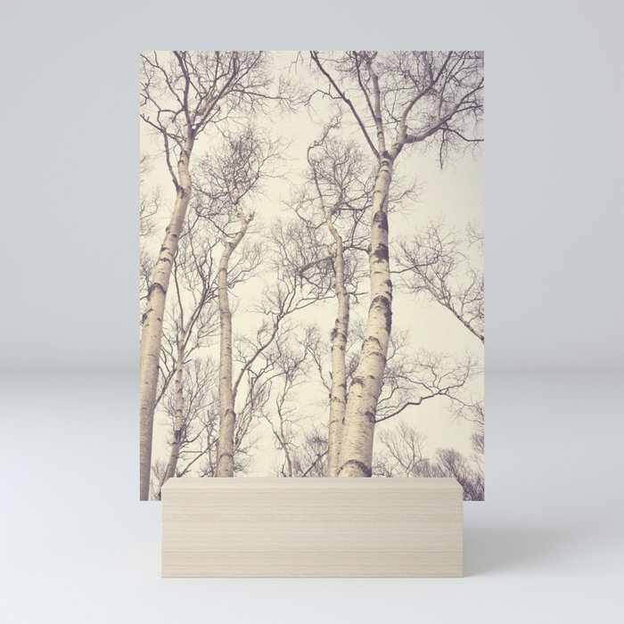 Winter Birch Trees - Scandinavian decor nature photograph Mini Art Print