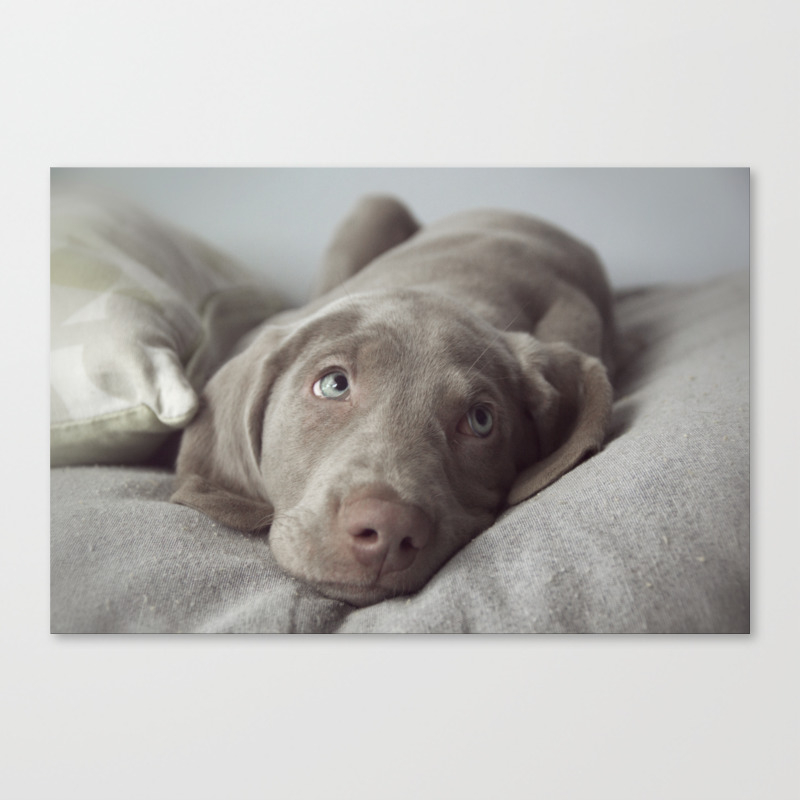 Weimaraner Puppy Love Canvas Print By Womoomow Society6