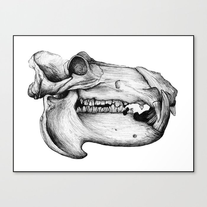 Hippo Skull Canvas Print by Lindsey Winslow Society6