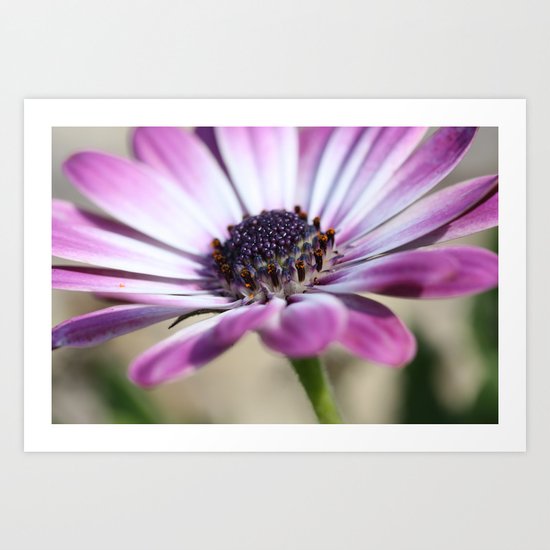 Purple Osteospermum Art Print