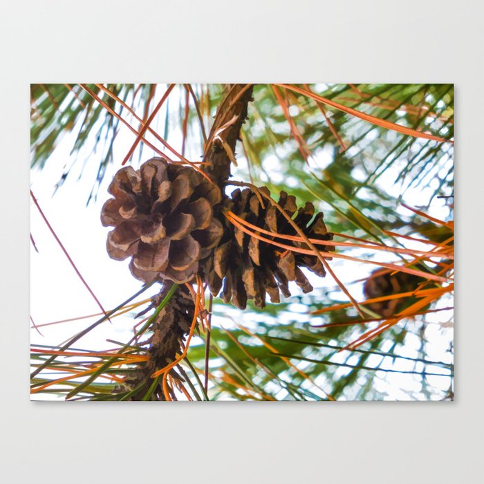 Pine Cone on a Pine Tree Canvas Print