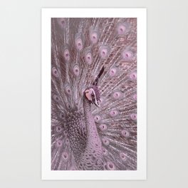 Pretty Pink Peacock Art Print