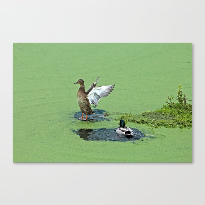 Mallard Ducks Swimming Green Pond Canvas Print