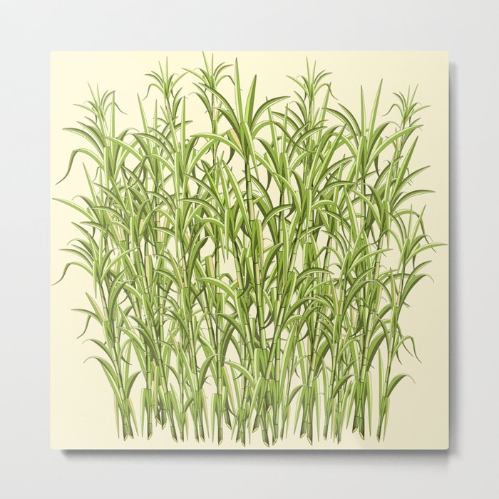 Sugar Cane Exotic Plant Pattern Metal Print