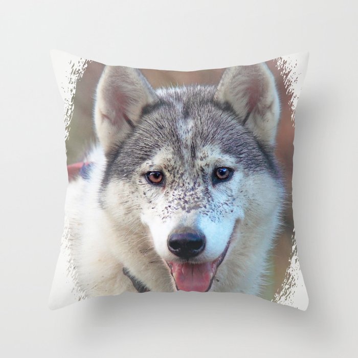 pillow husky
