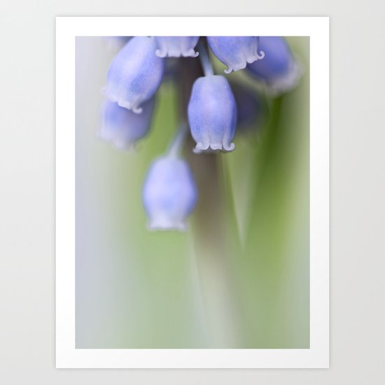 Grape Hyacinth IV Art Print