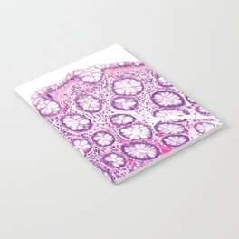 Gut Histology Notebook