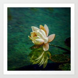Water Lily after rain Art Print