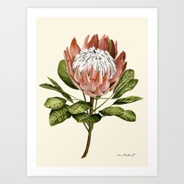 protea plant #watercolor Art Print