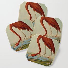 American Flamingo by John Audubon (1785 – 1851) Reproduction. Coaster