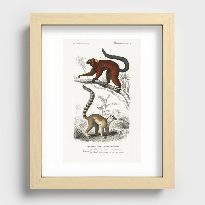 Lemur illustrated by Charles Dessalines D' Orbigny (1806-1876). Recessed Framed Print