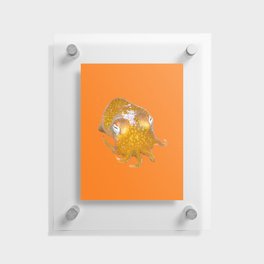 Silly Golden Bobtail squid Floating Acrylic Print