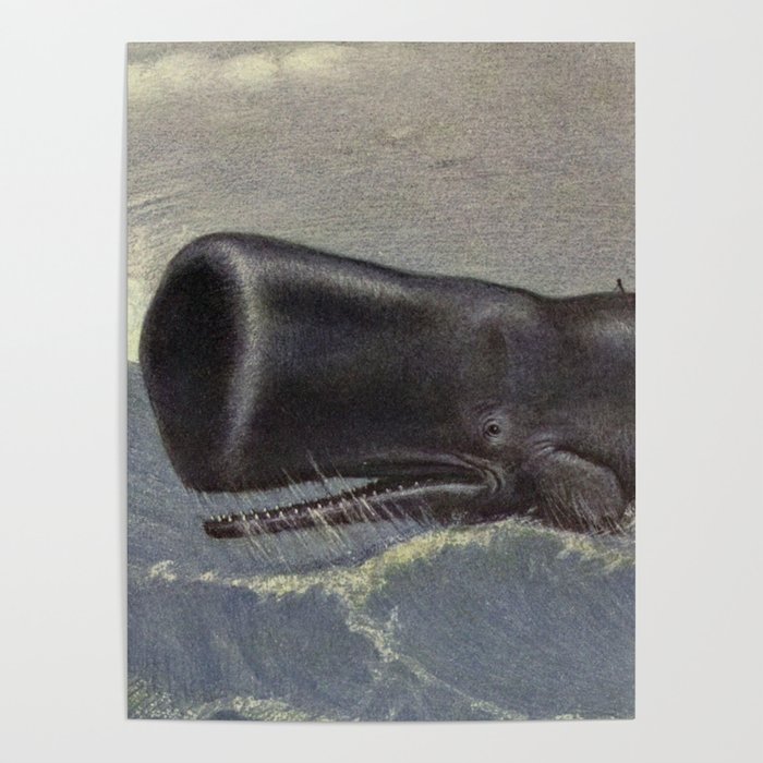 Vintage Sperm Whale Painting (1909) Poster