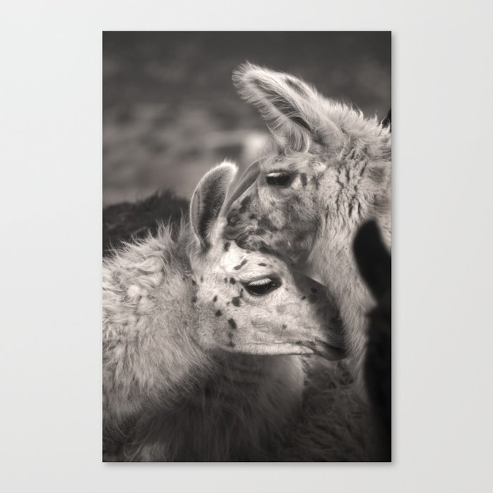 Llama Hugs Canvas Print