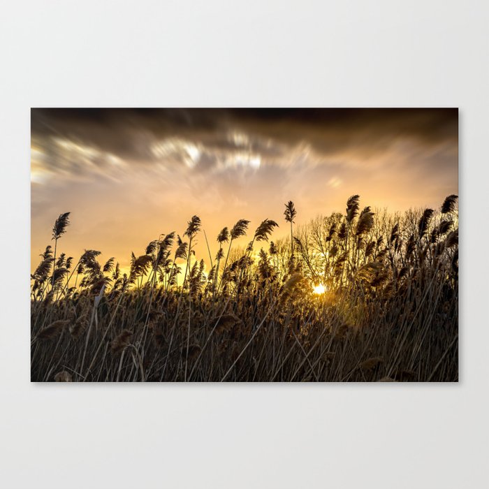 Flowers at sunset in Tuscany Canvas Print