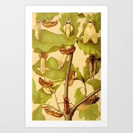 Transformation of Cicada Septemdecim by Lillie Sullivan, 1898 (benefitting The Nature Conservancy) Art Print