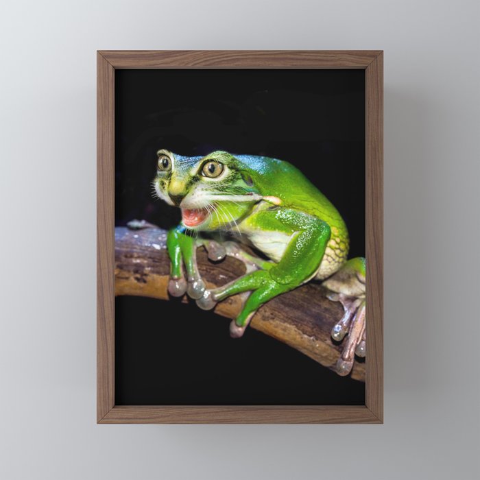 Frog hybrid store