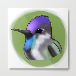 Spatulatail Hummingbird Metal Print
