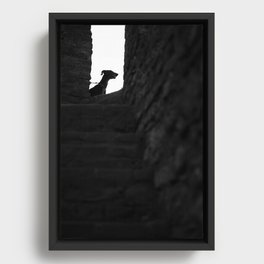 Black Dog Framed Canvas