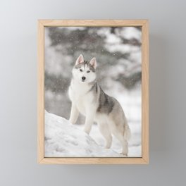 Siberian Husky Winter On Snow  Framed Mini Art Print