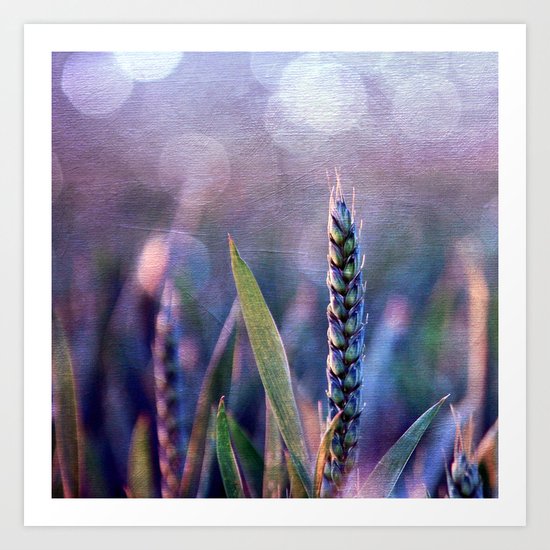 Summer evening Art Print