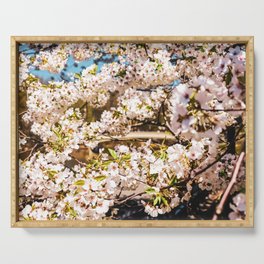 Cherry Blossom in Central Park New York Serving Tray